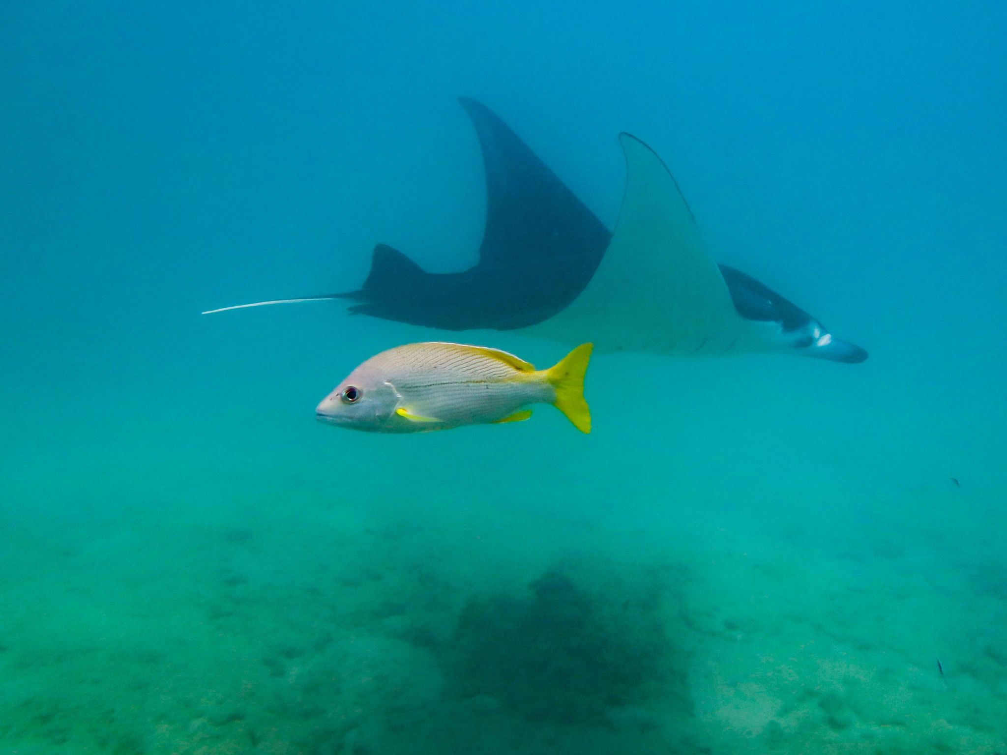 Manta Rochen