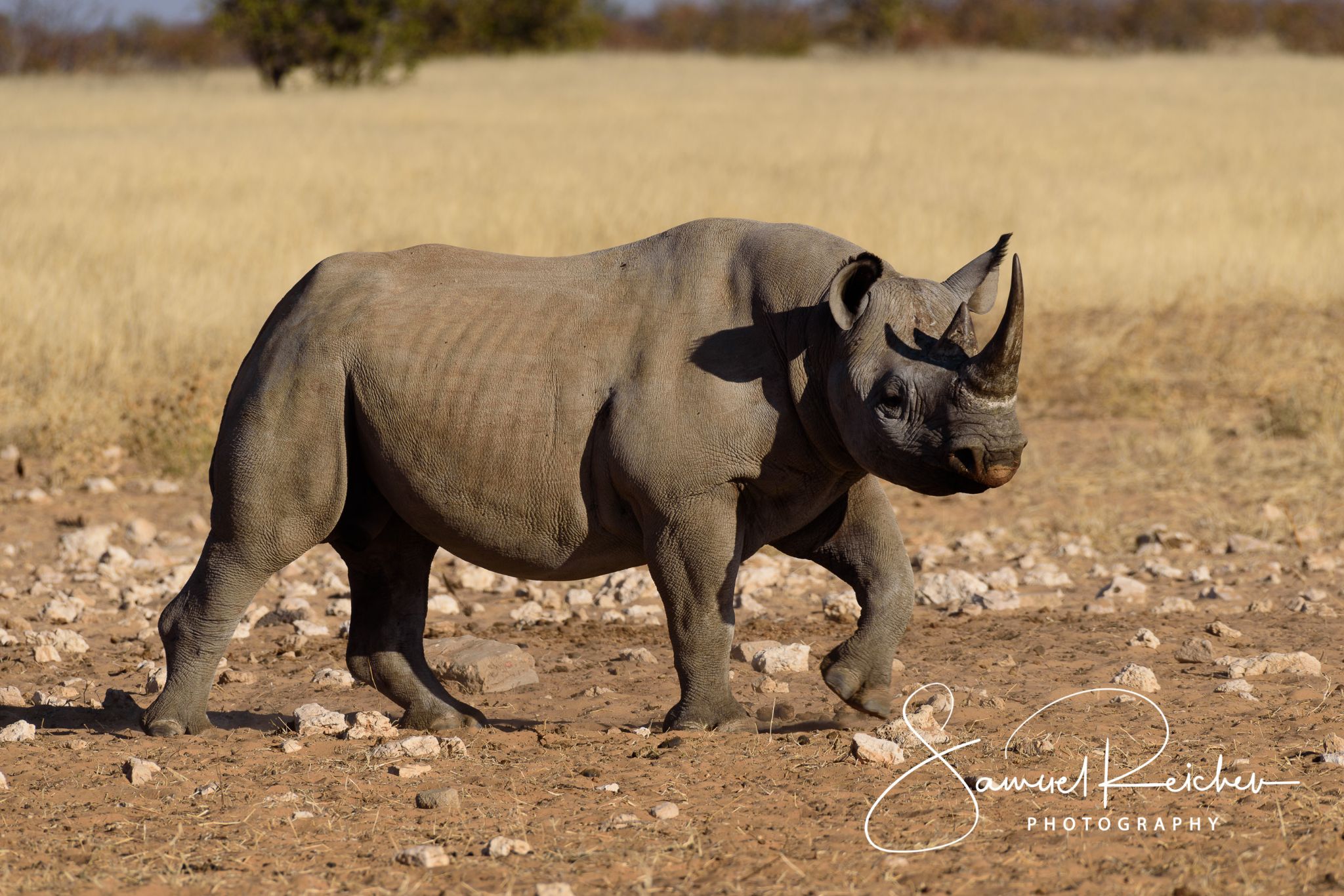 Nashorn