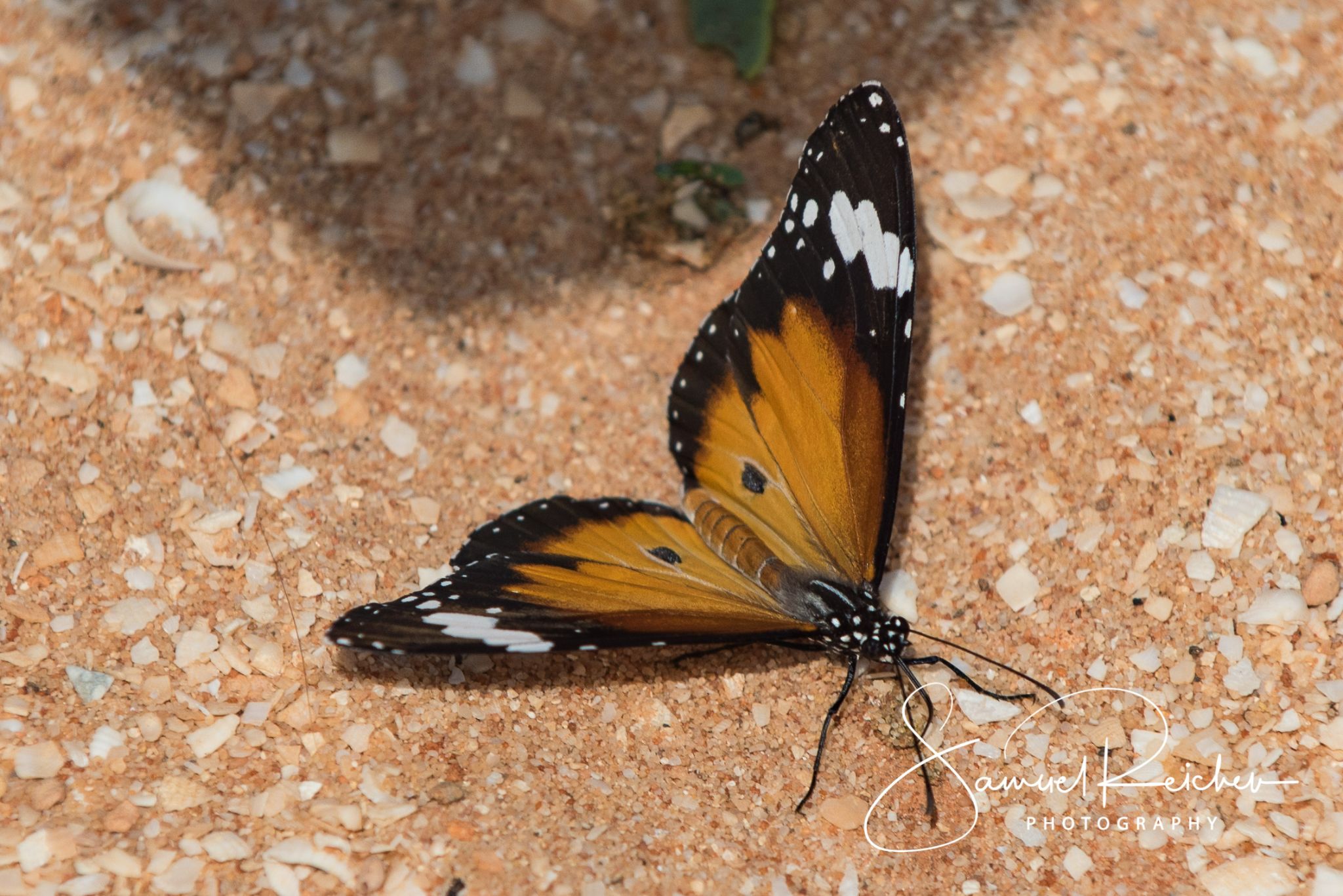 20150919 SRP 3229