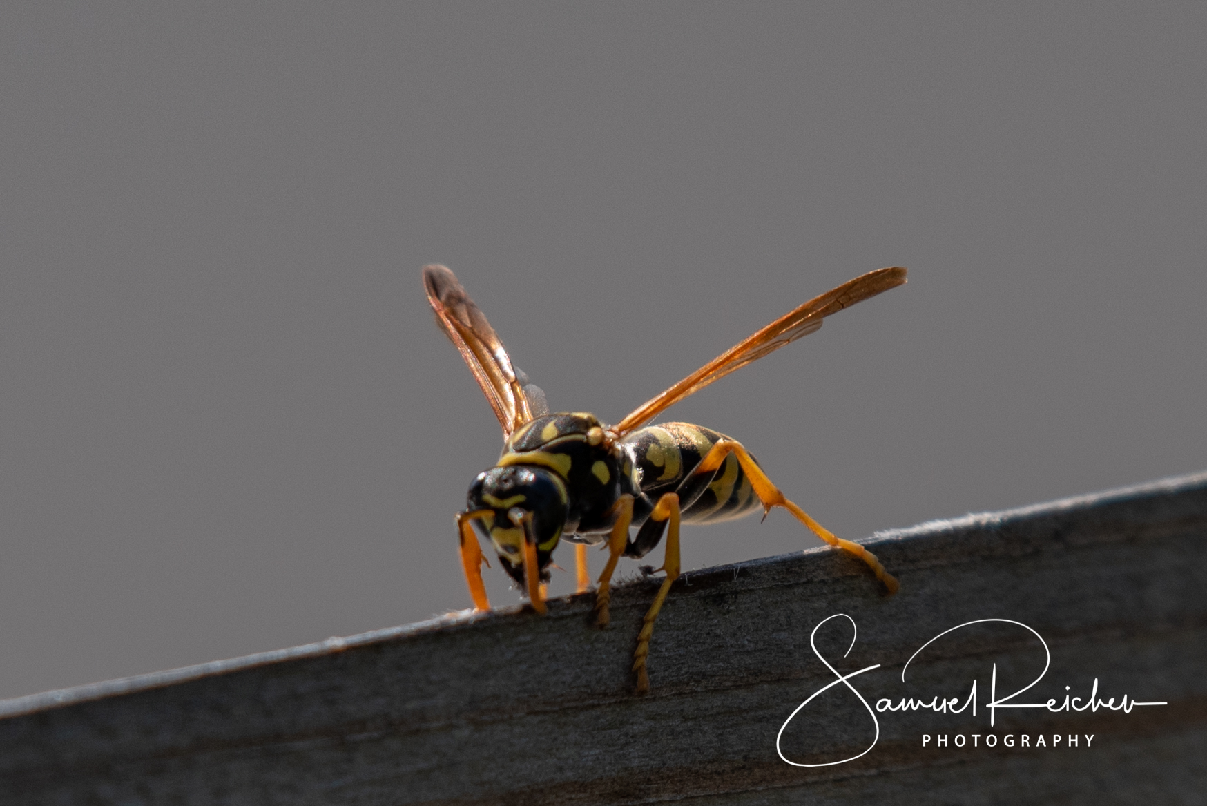 Wespe 0339